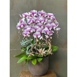 CHẬU LAN HỒ ĐIỆP TRẮNG LƯỠI HỒNG